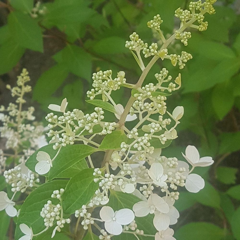 Meet your Posher, Edy